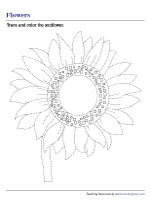 Tracing and Coloring a Sunflower