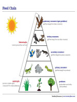 Energy Pyramid Chart