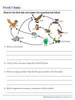 Food Web - Picture Comprehension