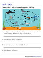Marine Food Web - Picture Comprehension