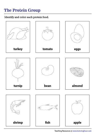 Protein Food Group