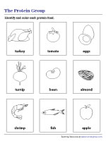 Coloring Protein Food Group