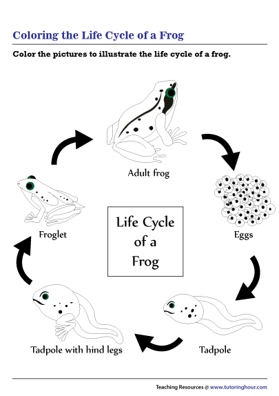 Coloring the Life Cycle of a Frog