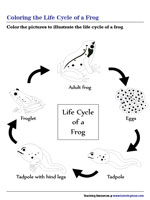 Coloring the Life Cycle of a Frog