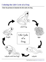 Coloring the Life Cycle of a Frog
