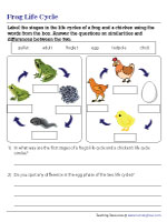 Comparing the Life Cycles of a Frog and a Chicken