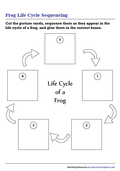 Frog Life Cycle Sequencing
