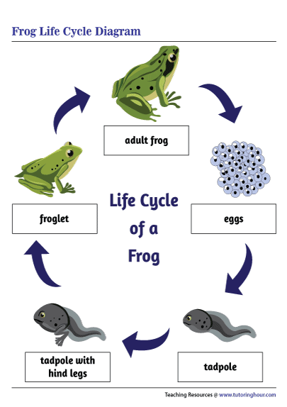 Printable Frog Life Cycle Diagram