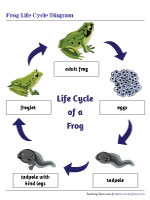 Frog Life Cycle Diagram