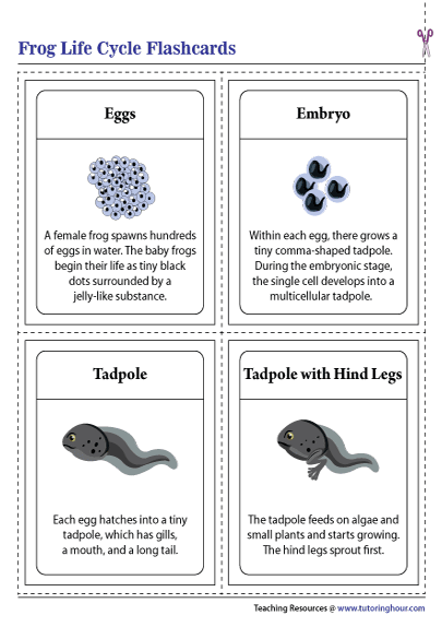 Frog Life Cycle Flashcards