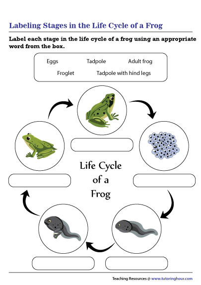 Labeling Stages in the Life Cycle of a Frog