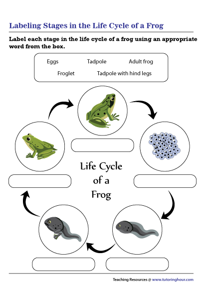 labeling-stages-in-the-life-cycle-of-a-frog-worksheet