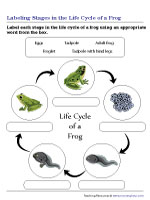 Labeling Stages in the Life Cycle of a Frog