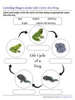 Labeling Stages in the Life Cycle of a Frog