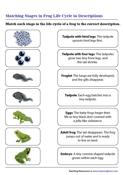 Matching Stages in Frog Life Cycle to Descriptions
