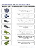 Matching Stages in Frog Life Cycle to Descriptions