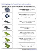 Matching Stages in Frog Life Cycle to Descriptions