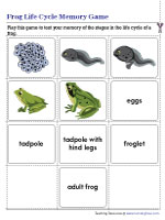 Frog Life Cycle Memory Game