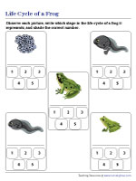 Numbering Stages in the Life Cycle of a Frog