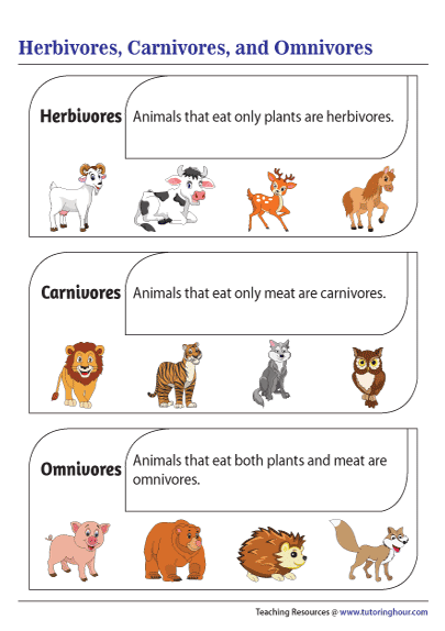 Herbivores, Carnivores, and Omnivores Chart