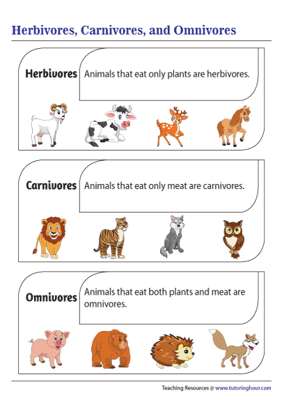 Omnivore Herbivore And Carnivore Chart | My XXX Hot Girl