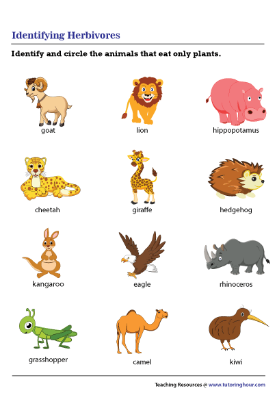 identifying-herbivores-worksheet