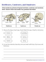 Herbivores, Carnivores, and Omnivores - Teeth Structures