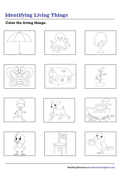 Identifying Living Things