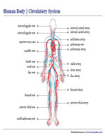 Circulatory System Chart