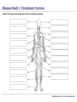 Labeling Parts of the Circulatory System