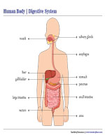 Digestive System Chart