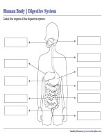 Labeling Parts of the Digestive System