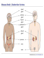 Endocrine System Chart