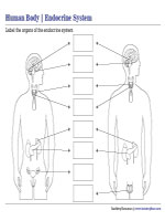 Labeling Parts of the Endocrine System