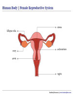 Female Reproductive System Chart