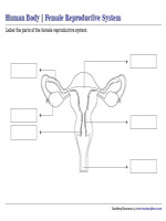 Labeling Female Reproductive System