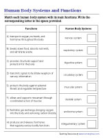 Matching Human Body Systems to Functions