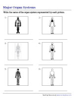 Identifying Organ Systems