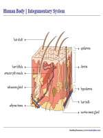 Integumentary System Chart