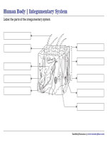 Labeling Parts of the Integumentary System