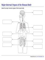 Labeling Major Internal Organs