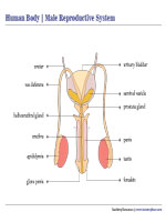 Male Reproductive System Chart