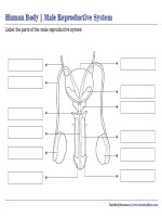 Labeling Male Reproductive System
