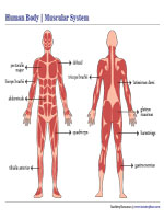 Muscular System Chart