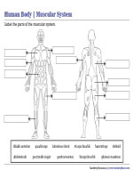 Labeling Parts of the Muscular System