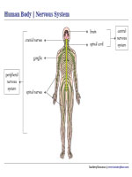 Nervous System Chart