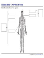 Labeling Parts of the Nervous System