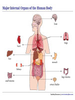 Major Internal Organs Chart