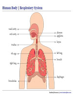 Respiratory System Chart