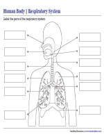 Labeling Parts of the Respiratory System